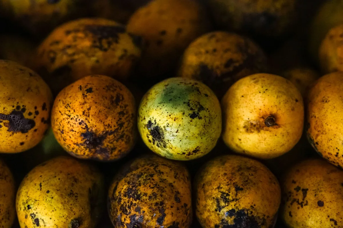 white spots on mango