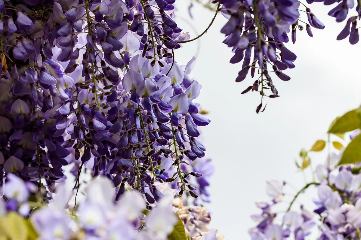 wisteria vine overgrowth