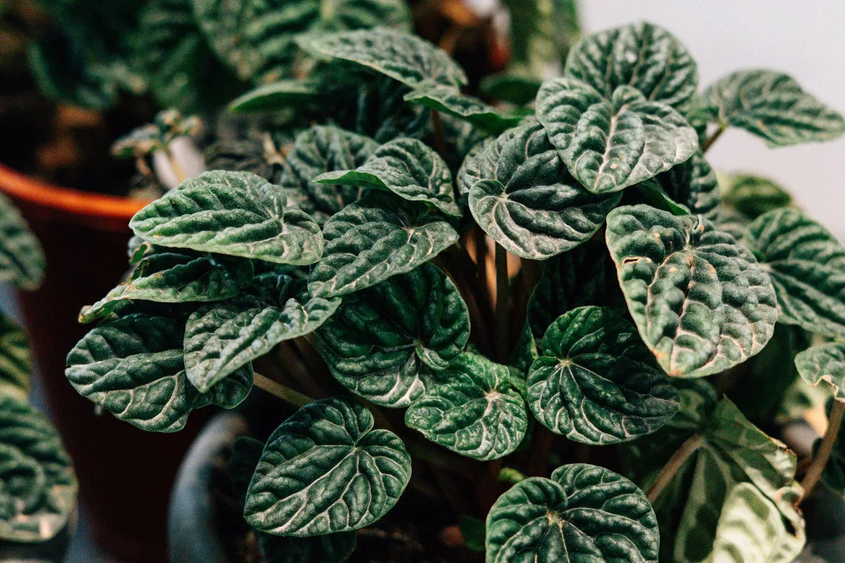 yellowing peperomia leaves