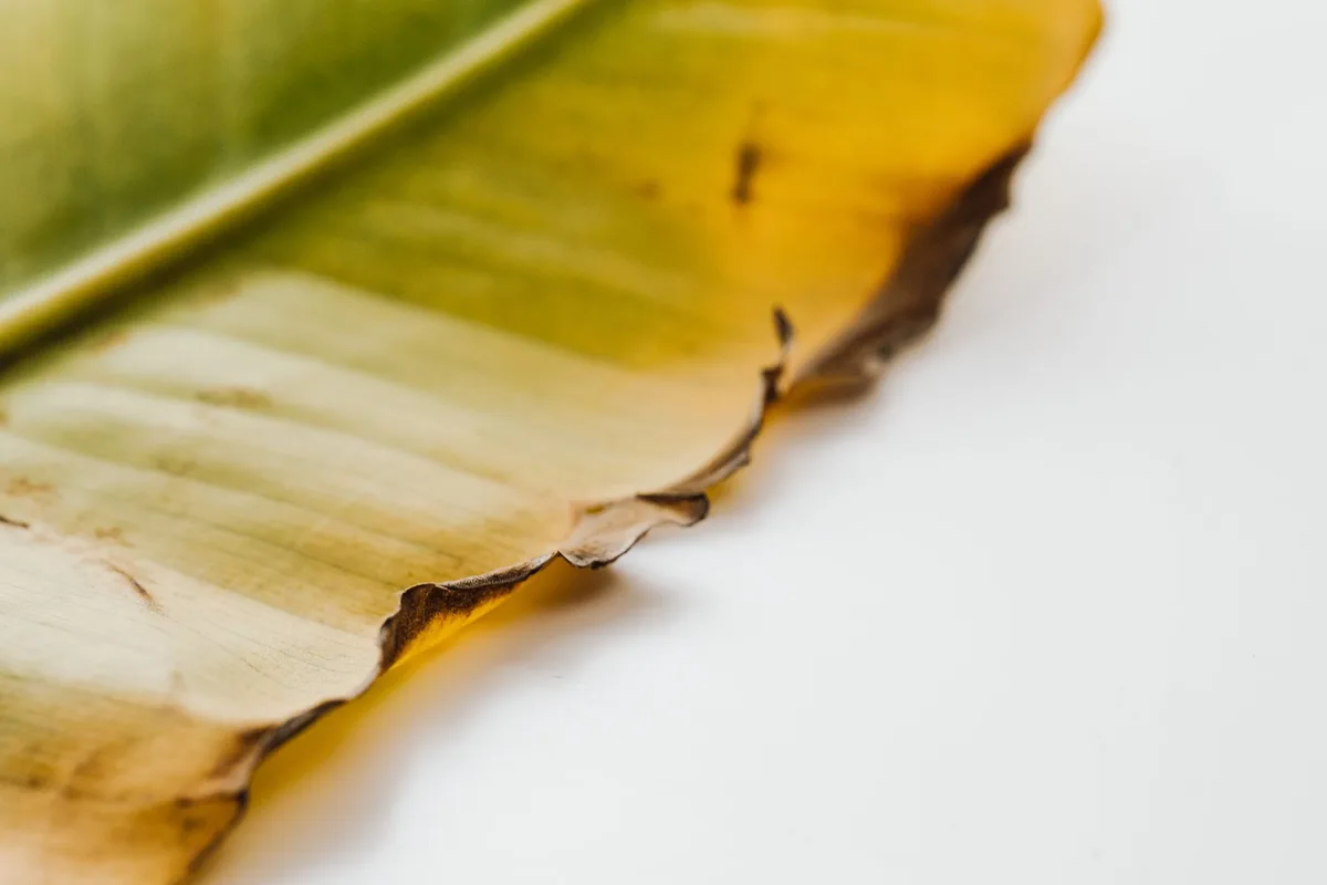 zucchini leaves brown edges