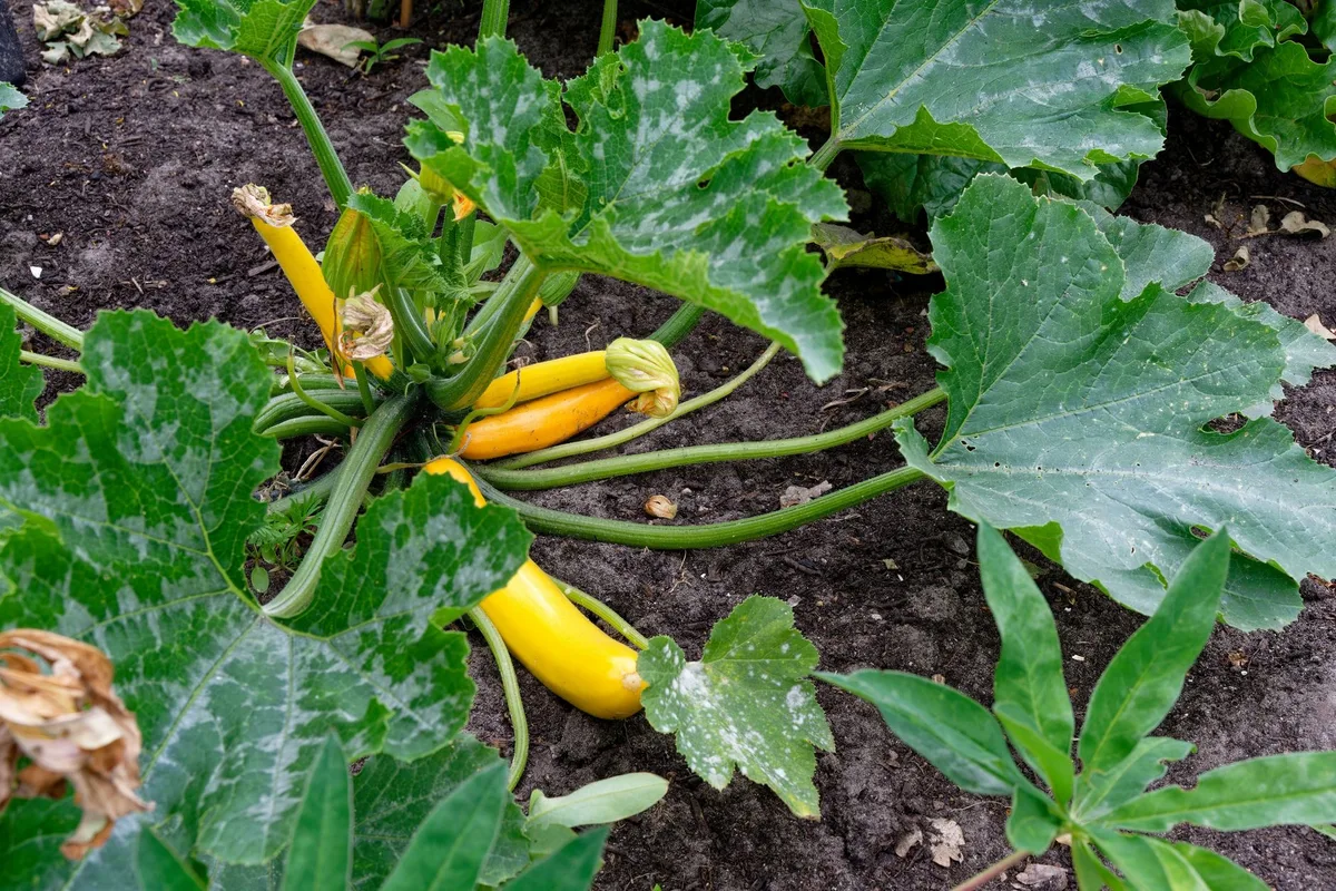 zucchini plant nutrient deficiency