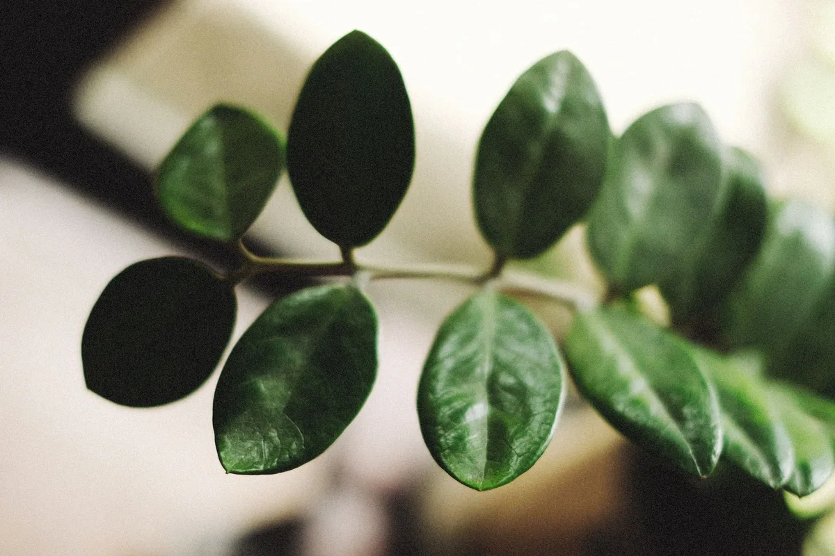 zz plant leaves