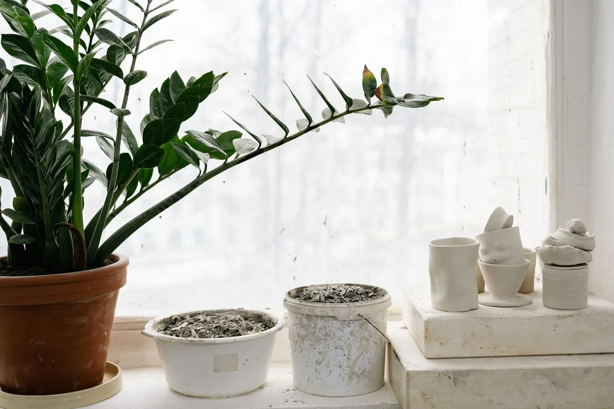 zz plant soil