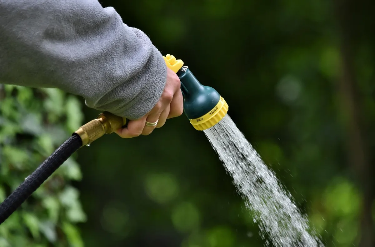zz plant watering