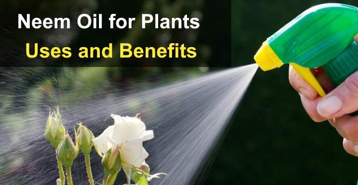 "Another photo of neem oil spray in use"
