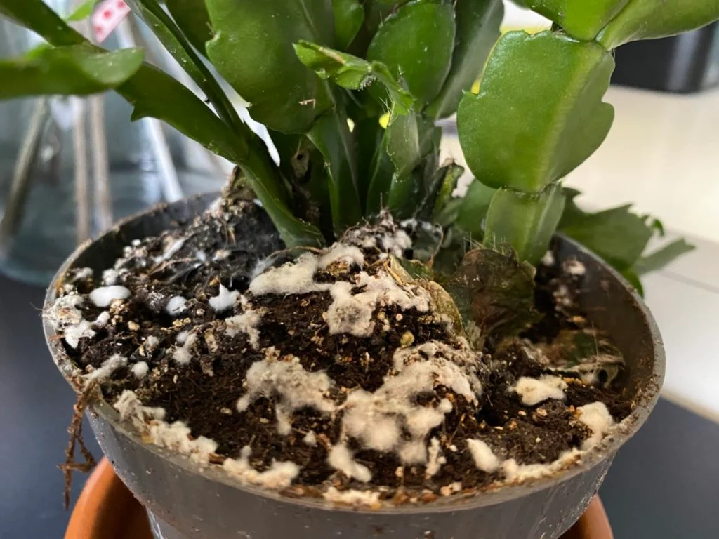 "Another photo of white mold on soil shown here"