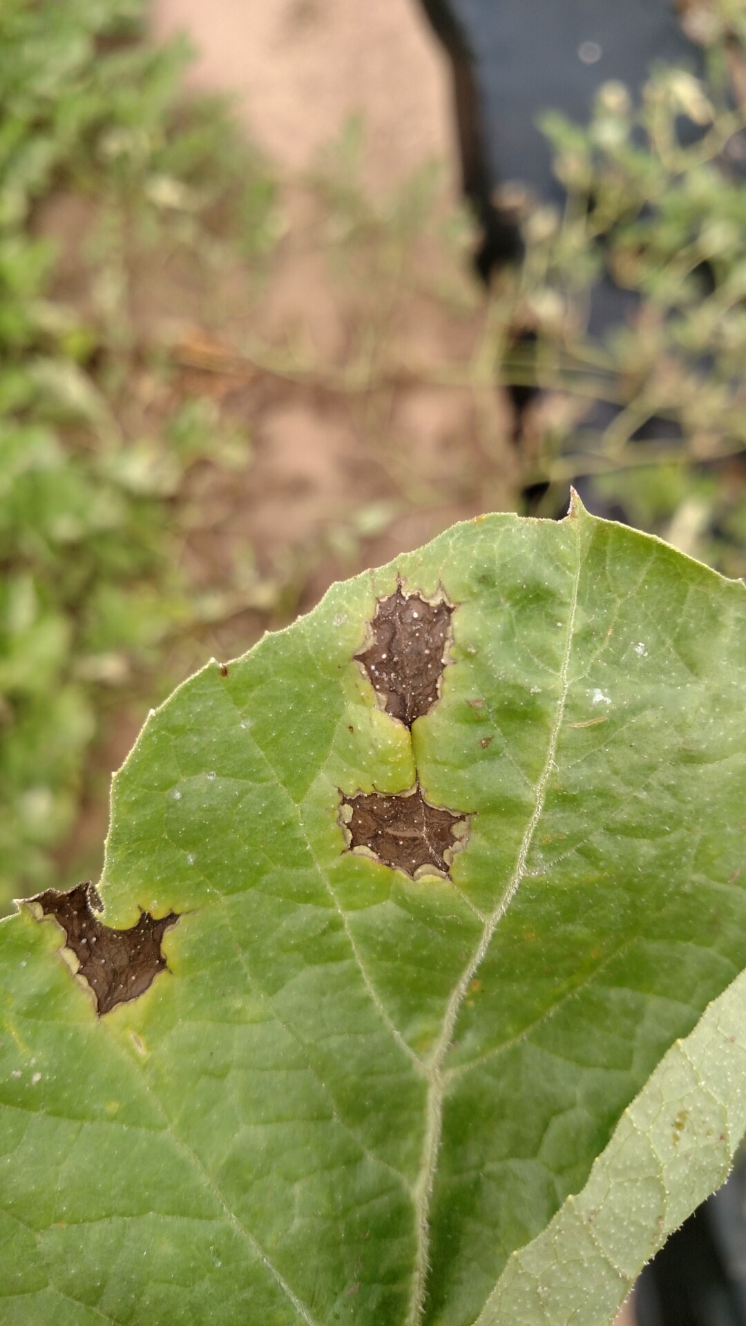 anthracnose watermelon leaf spots