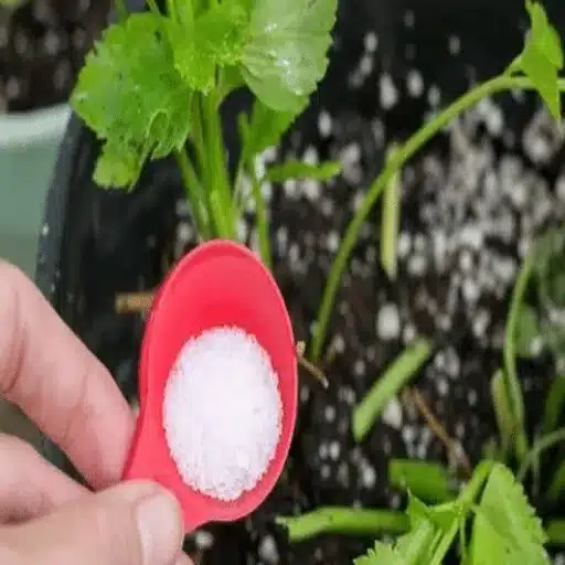applying epsom salt to squash