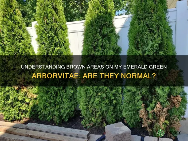 arborvitae diagnosis flow chart