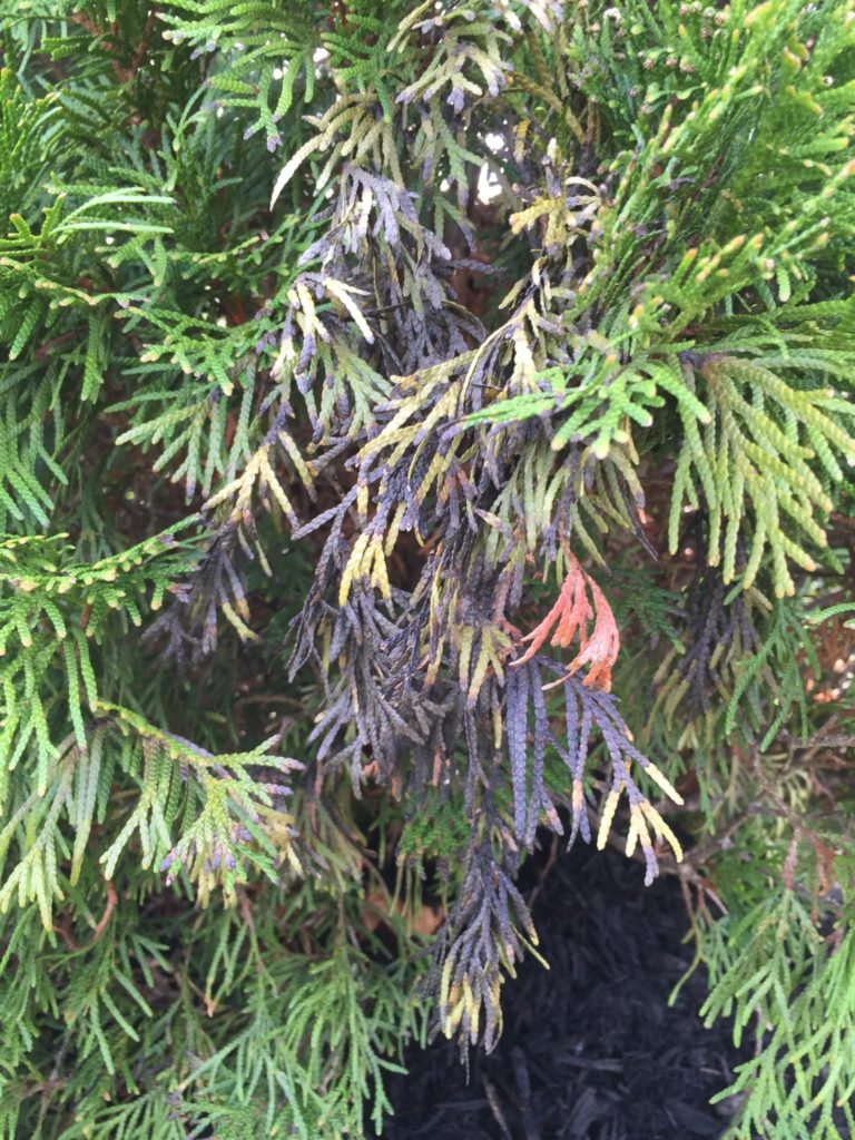 arborvitae pest and disease identifiers