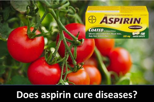 aspirin for plant fungus