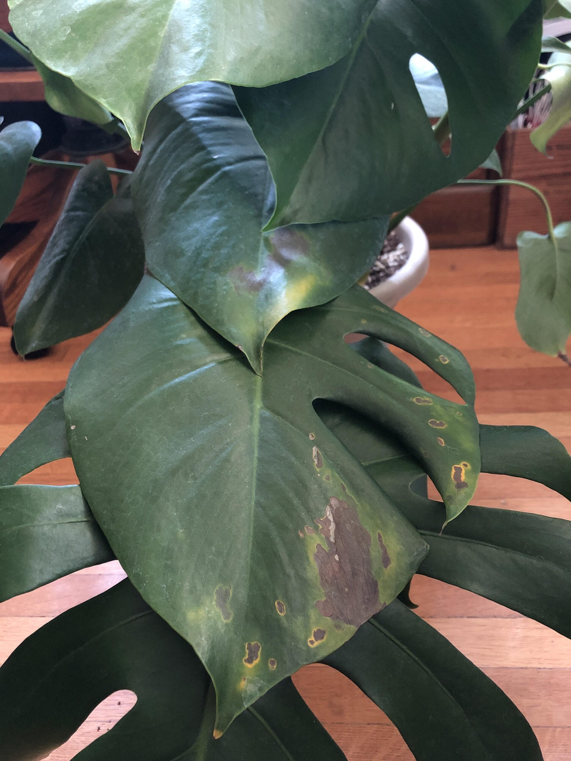bacterial leaf spot
