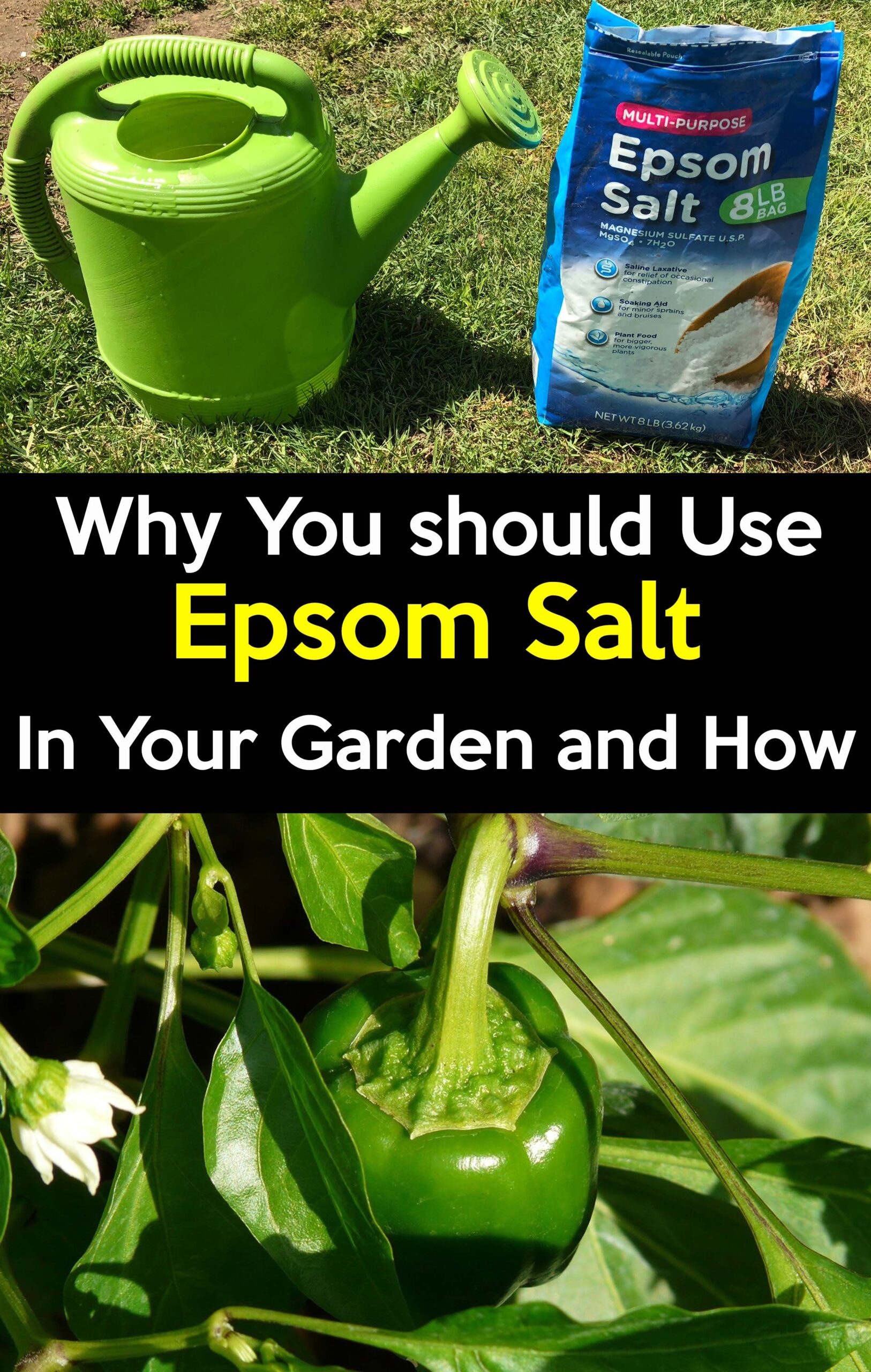 bag of epsom salt garden