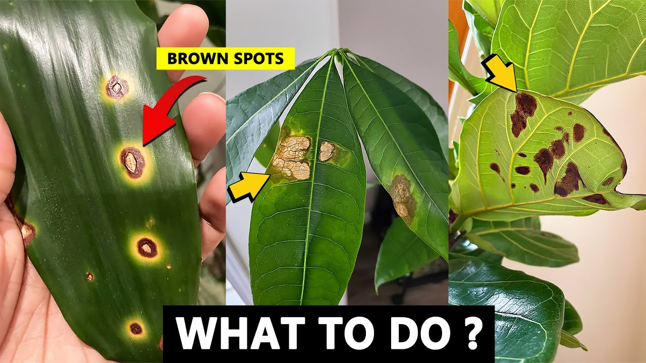 banana tree leaves brown spots