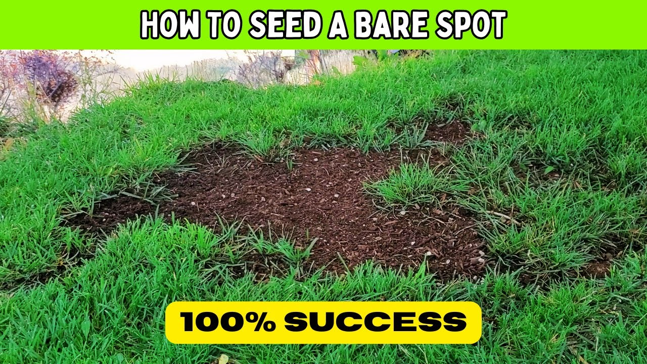 bare spot lawn repair raking
