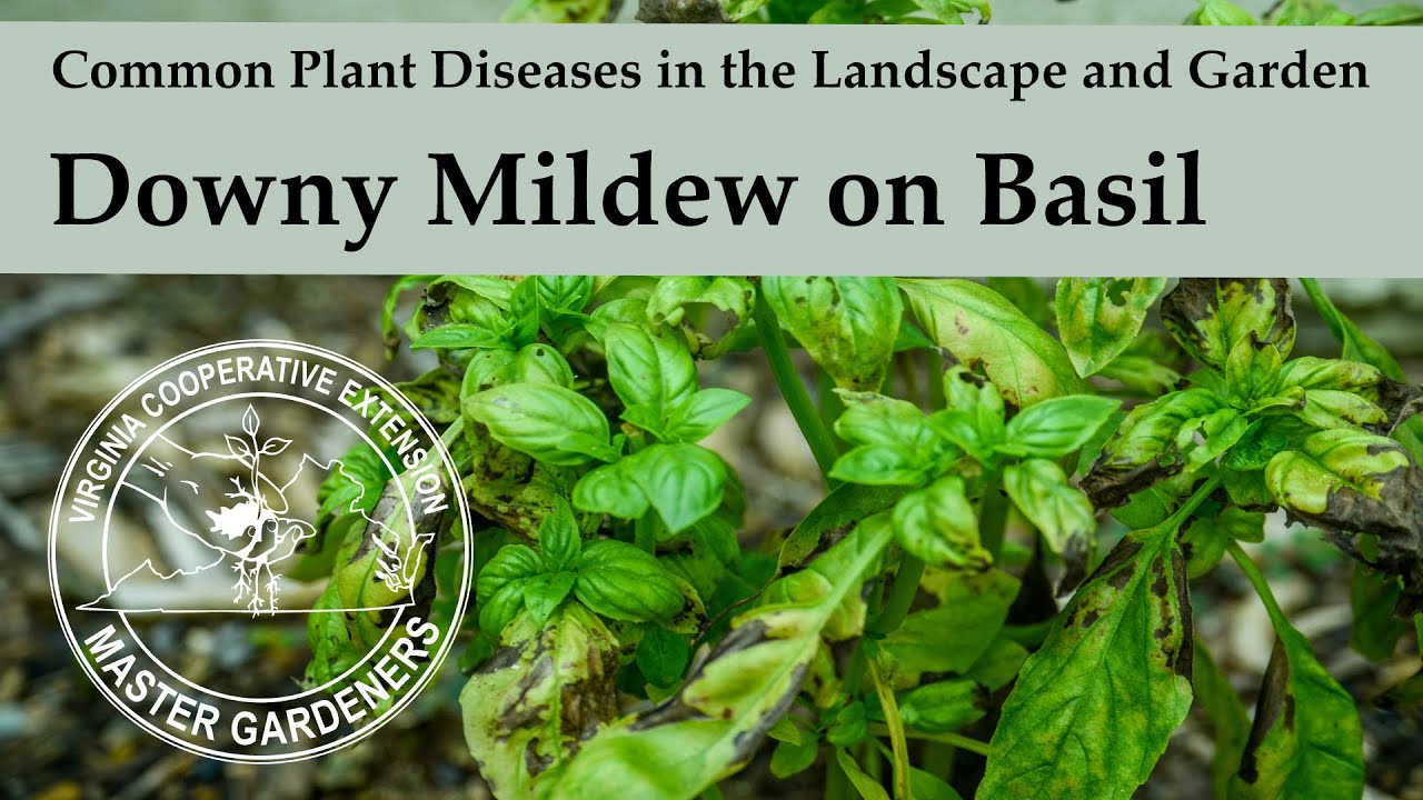 basil leaf sunscald damage
