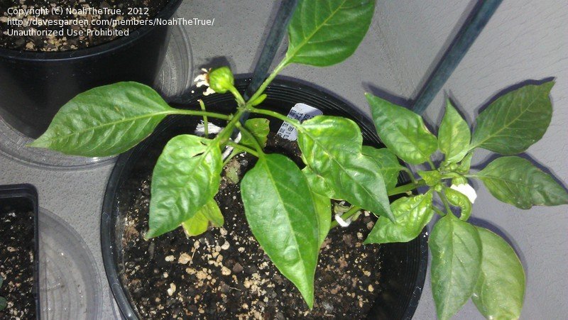 bell pepper plants wilting