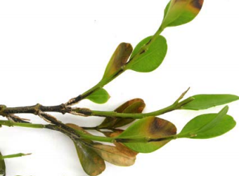 box blight leaf spots stems