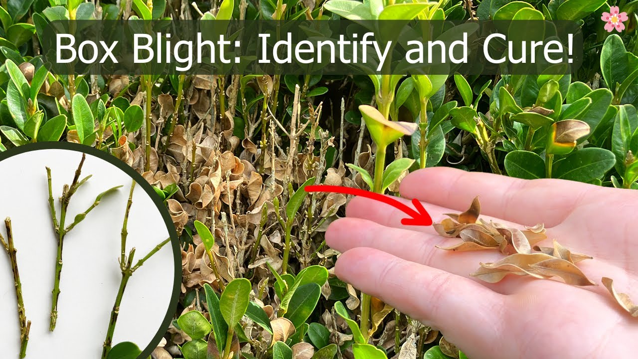 boxwood blight