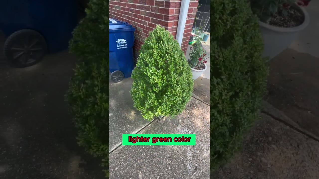 boxwood leafminer damage
