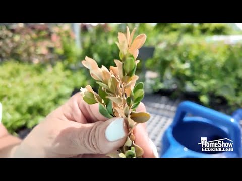 boxwood root rot