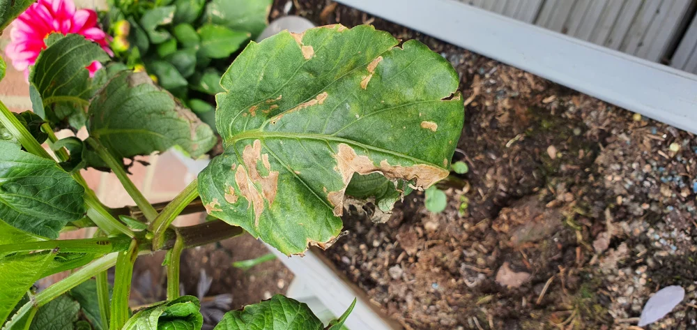 brown leaf pattern