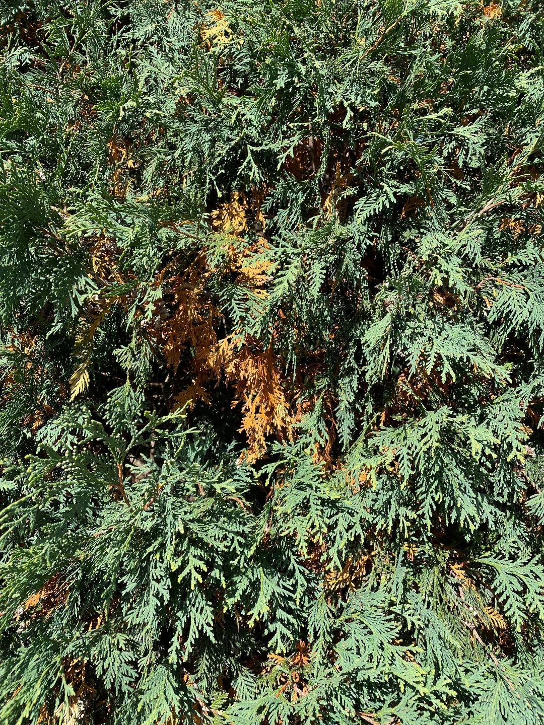 brown patches on arborvitae