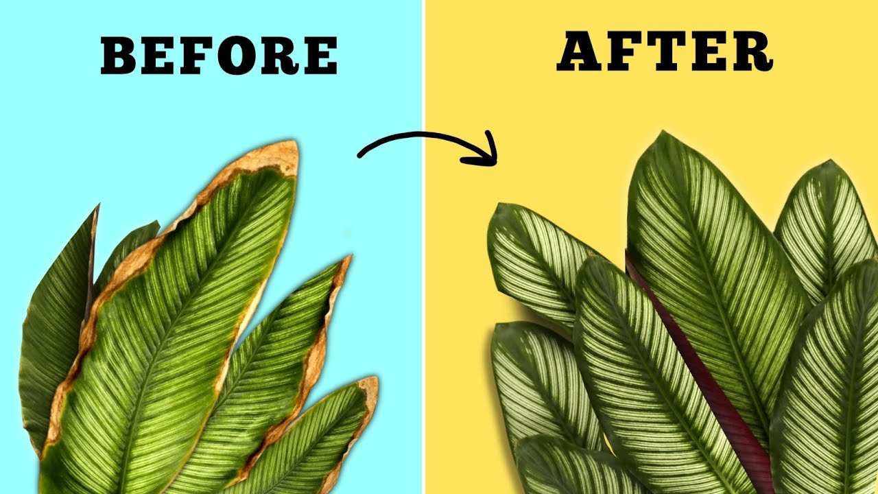brown spots on banana leaves