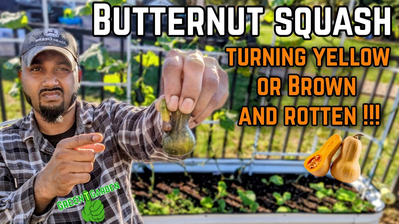 butternut squash stem cut too short