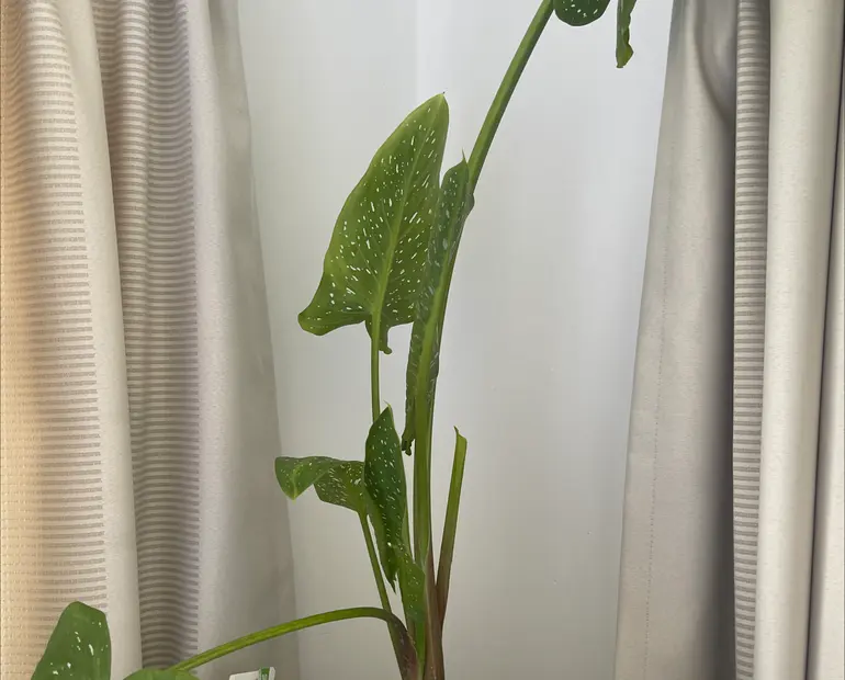 calla lily underwatered