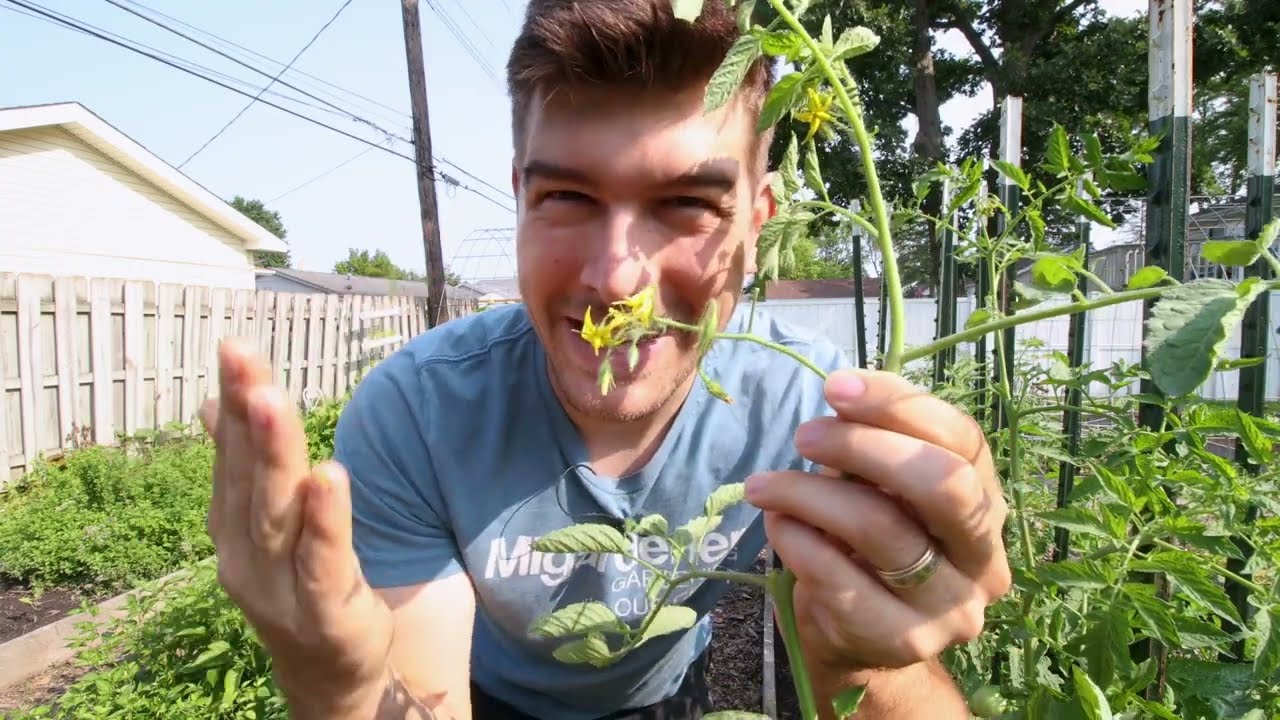 cherry tomato flower to fruit