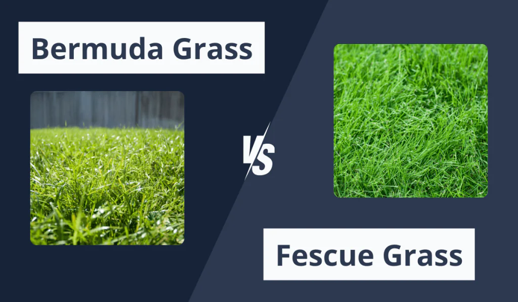 cool season grass vs warm season grass