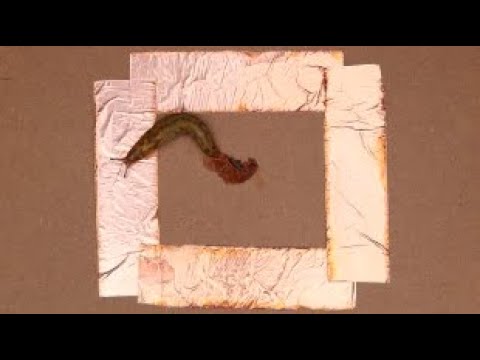 copper tape slug barrier around basil