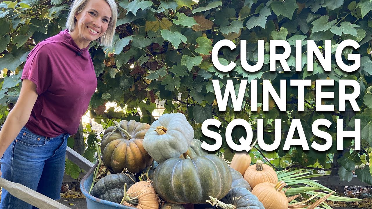 curing butternut squash