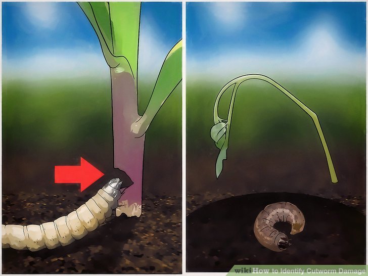 cutworm damage pepper plant base