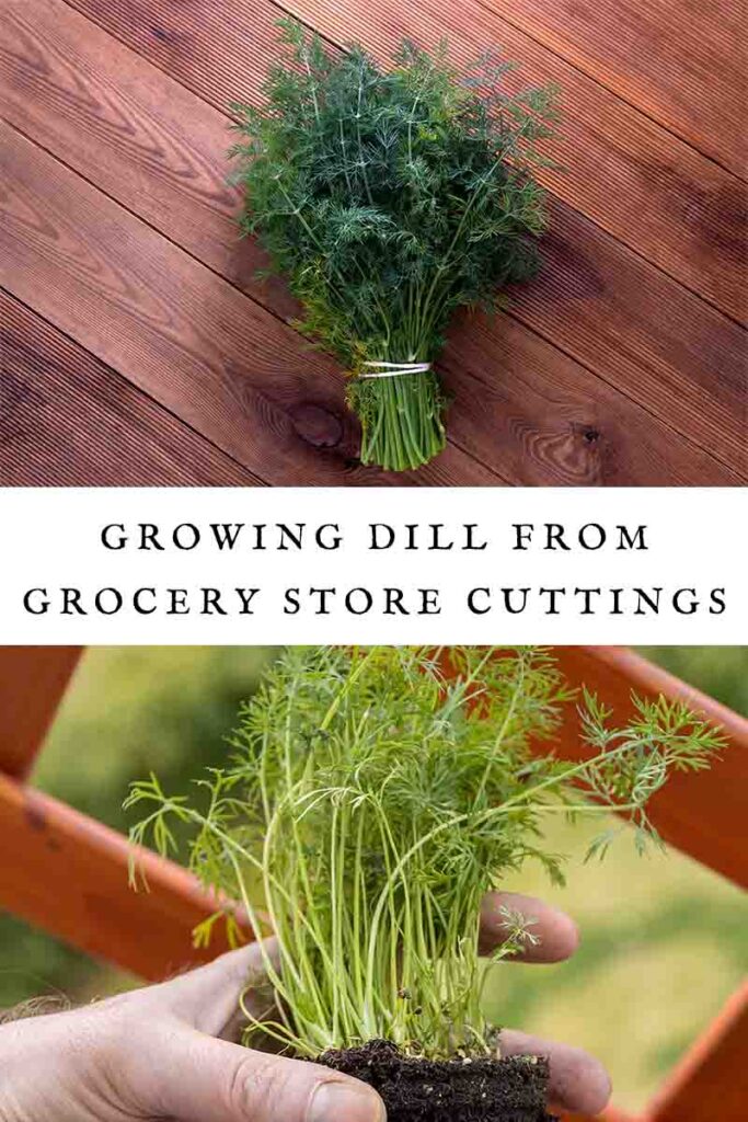 dill stem types