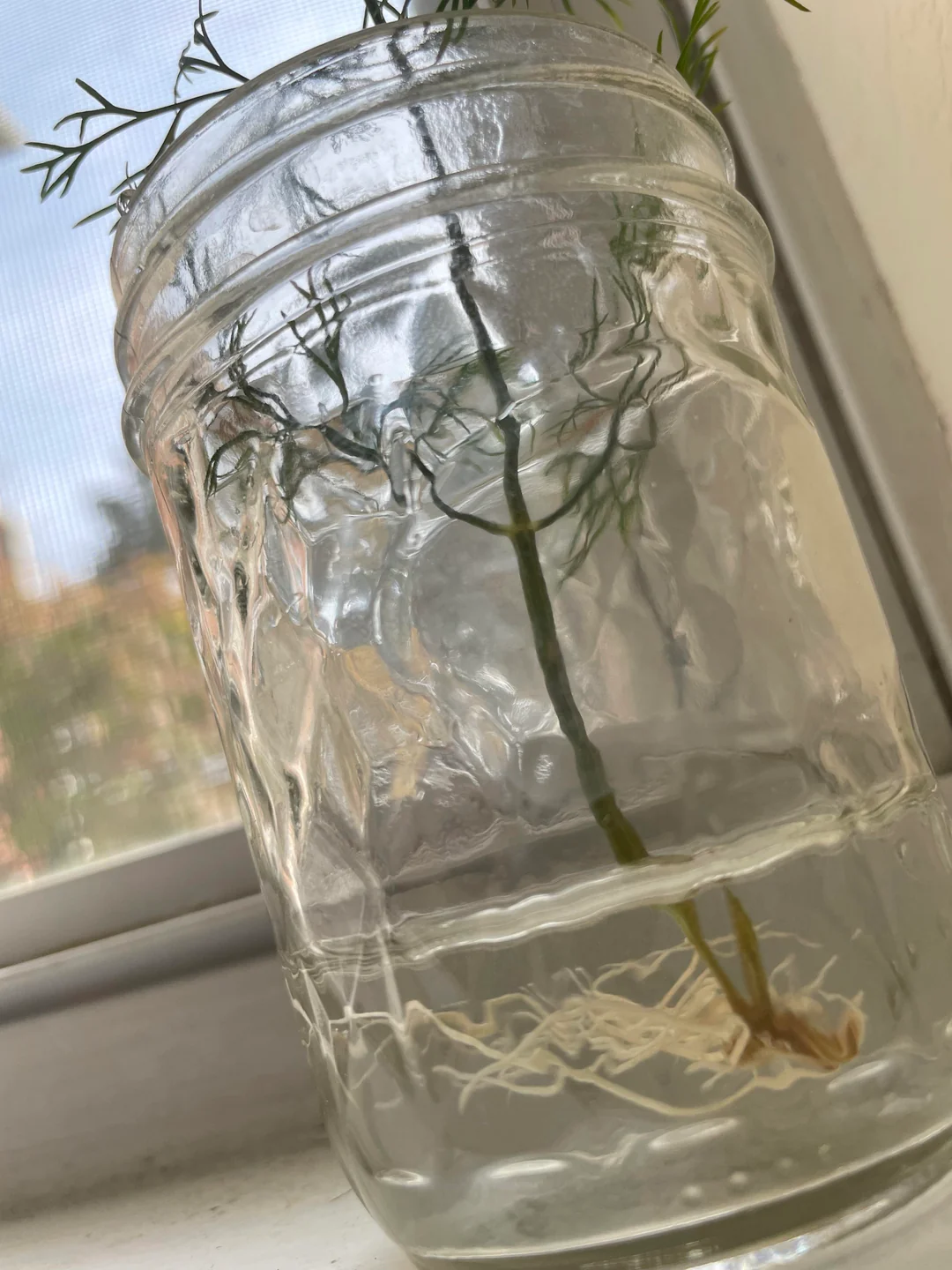 dill water vs soil propagation