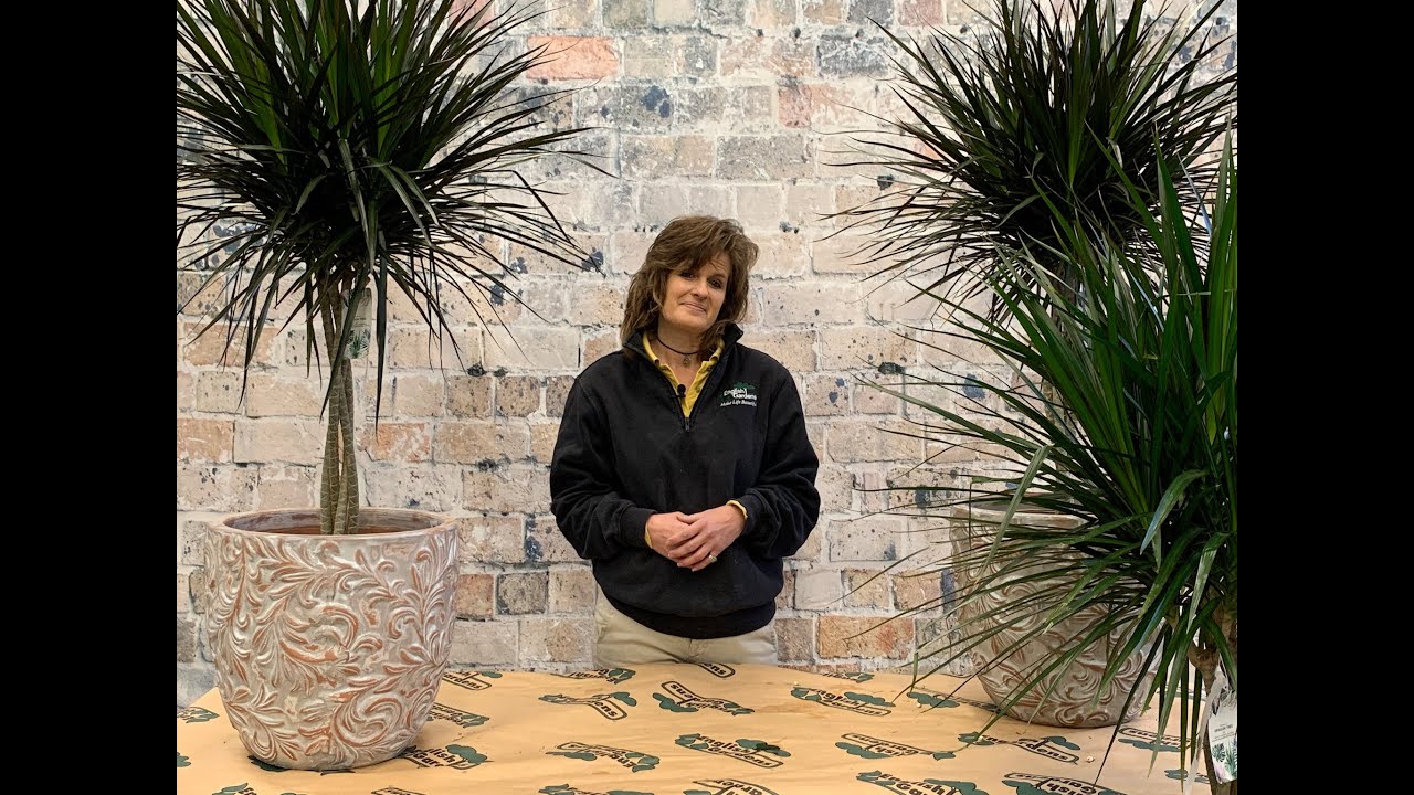 Dracaena marginata healthy vs unhealthy