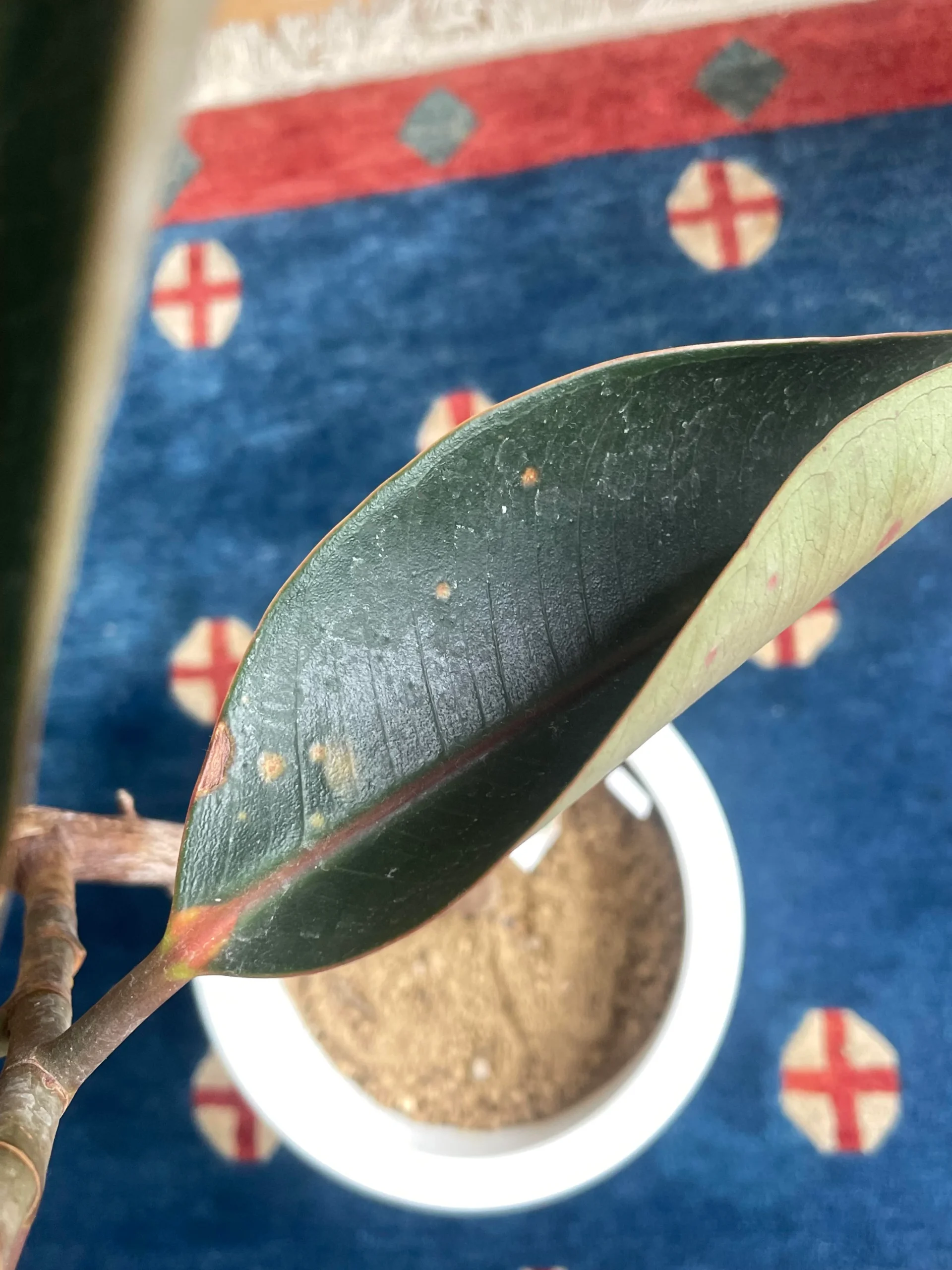 ficus elastica leaf curl