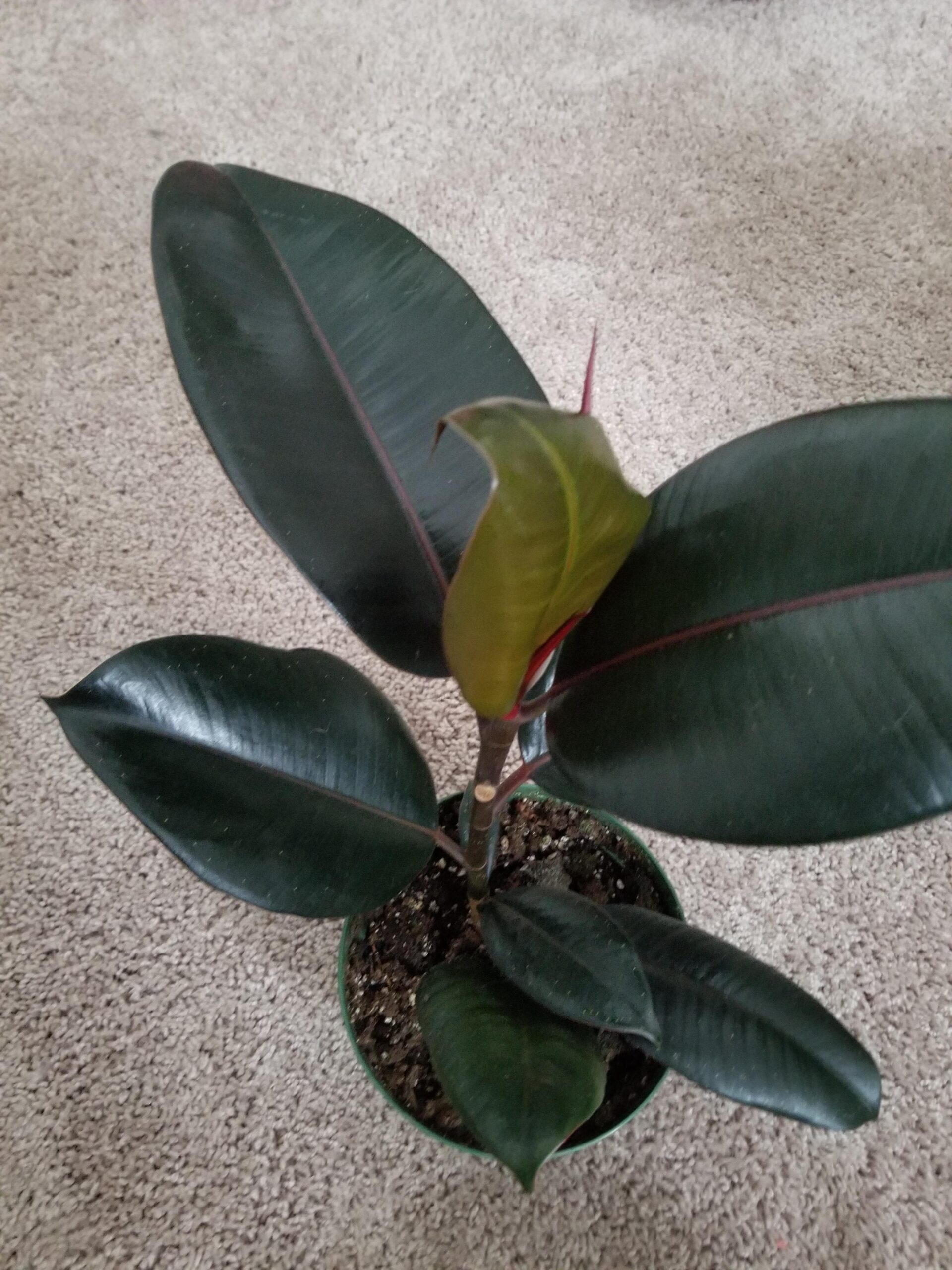 ficus elastica leaf curl upward vs downward