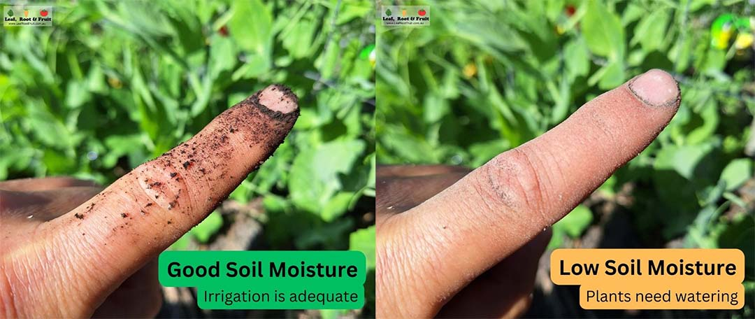 finger test soil moisture