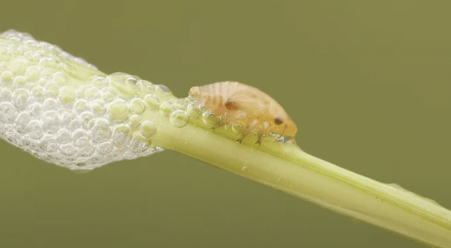 foamy substance on plants warning