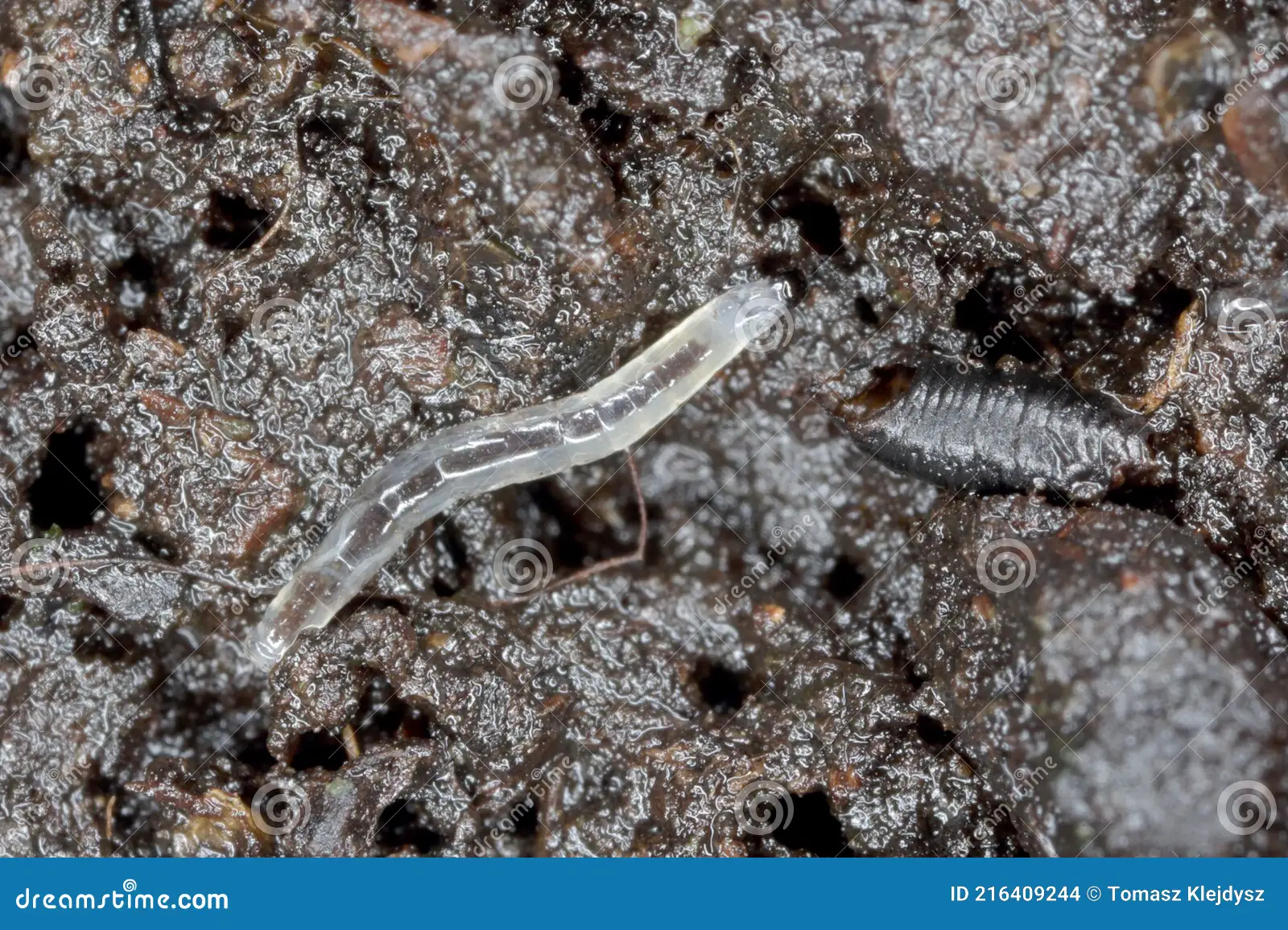 fungus gnat larvae in soil
