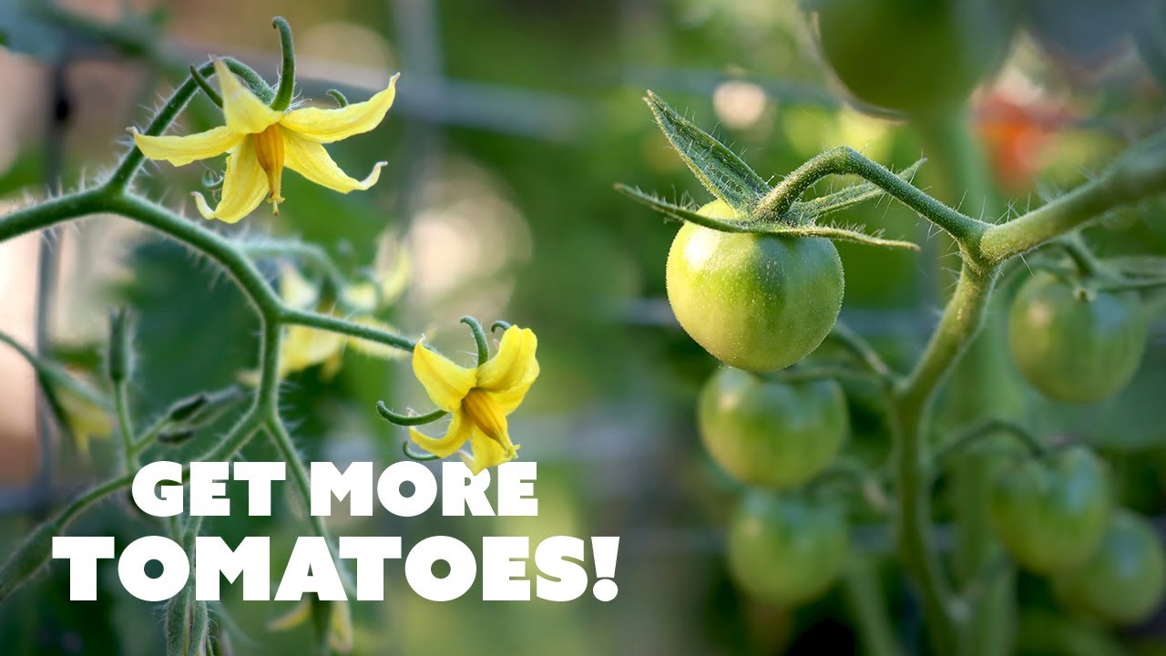 hand pollination cherry tomato