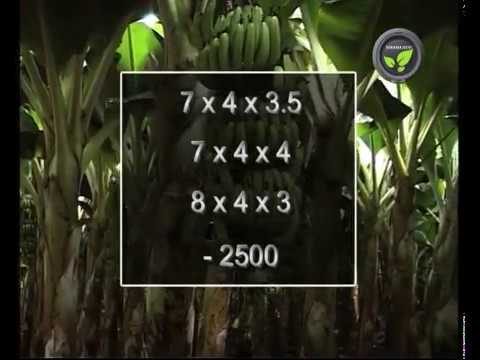 healthy banana plantation proper spacing