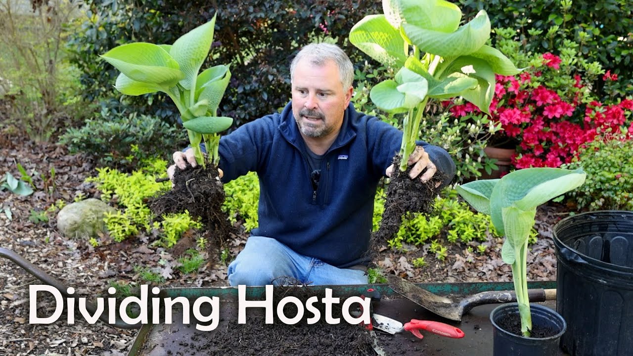 hosta crown healthy spring new growth