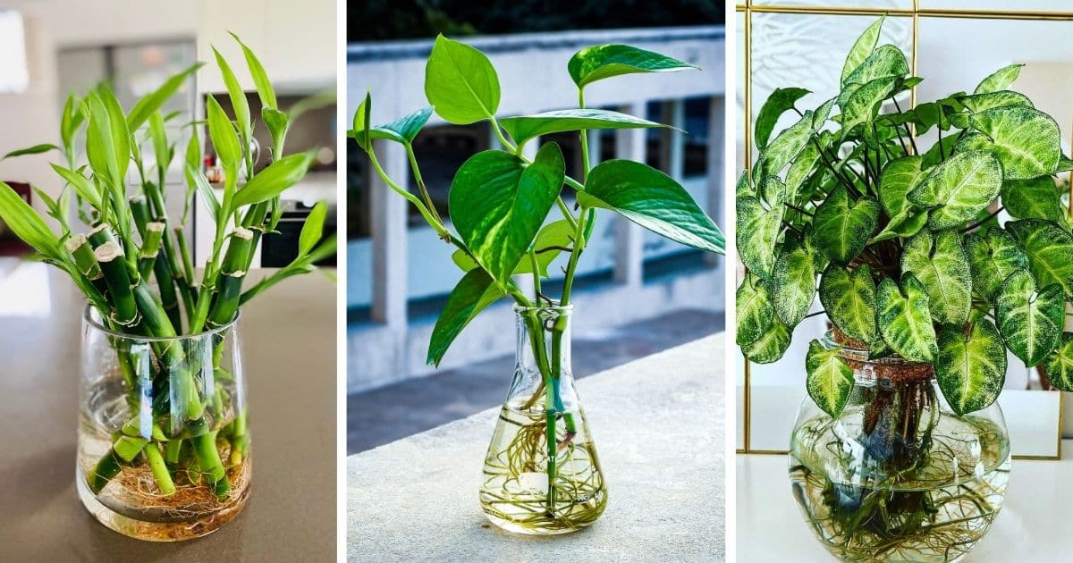 houseplants that grow in water