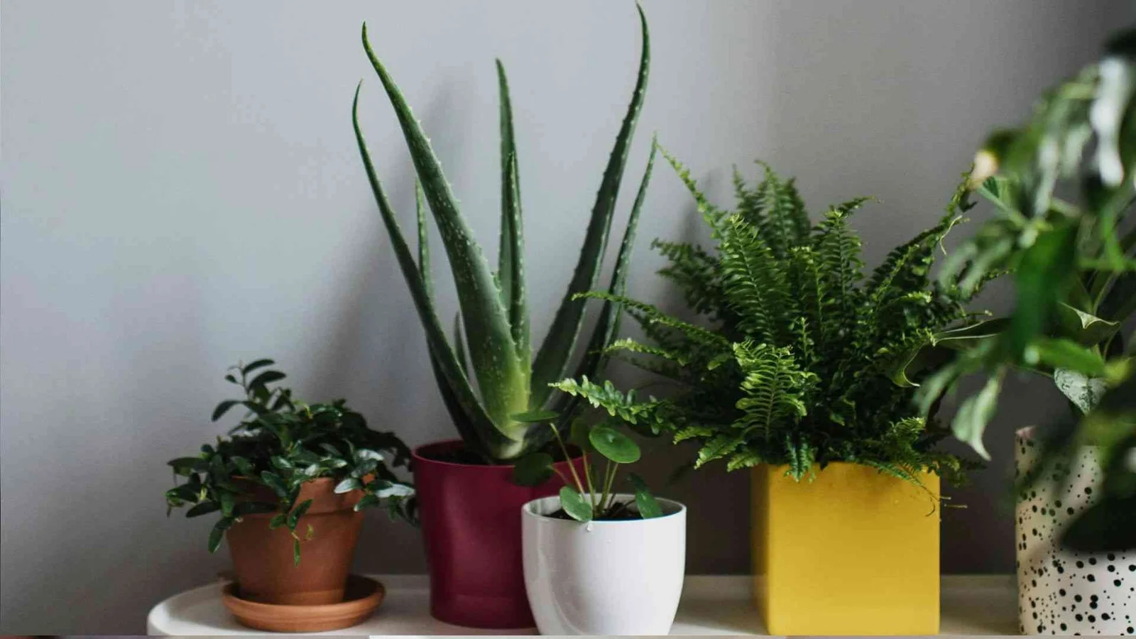 How to start indoor plants?