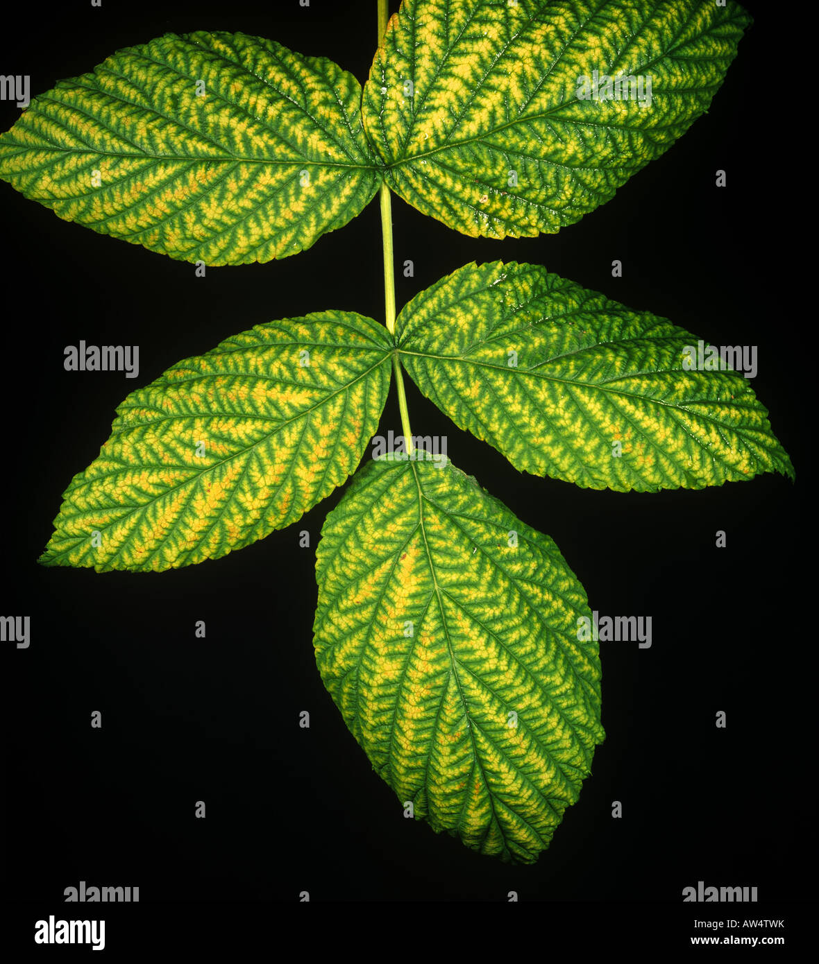 interveinal chlorosis raspberry