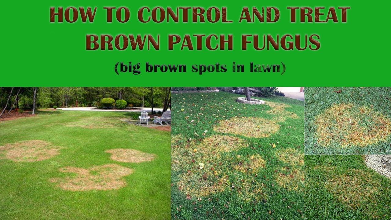 large patch fungus st augustine
